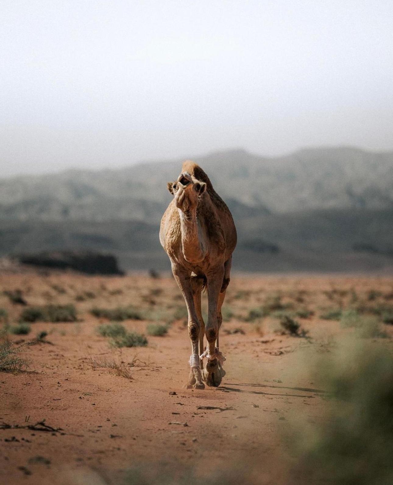 Bedouin Camp &tour