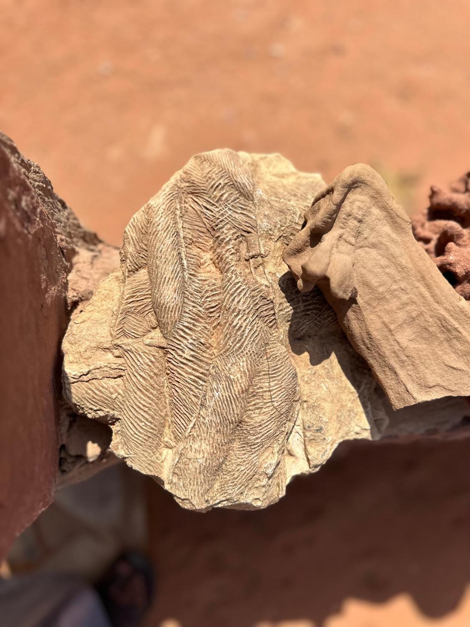 Bedouin Camp &tour * Wadi Rum